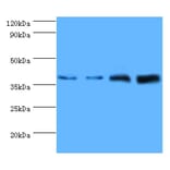 Western blot - Tubulin-specific chaperone C Polyclonal Antibody from Signalway Antibody (42341) - Antibodies.com