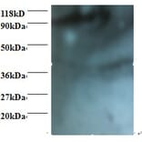 HCLS1-associated protein X-1 Polyclonal Antibody from Signalway Antibody (42396) - Antibodies.com