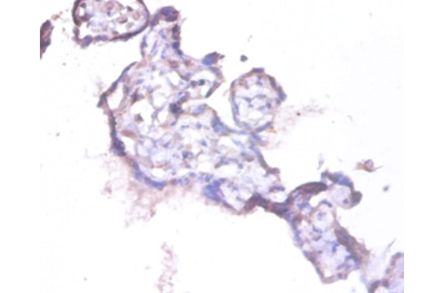 Immunohistochemistry - HCLS1-associated protein X-1 Polyclonal Antibody from Signalway Antibody - Antibodies.com