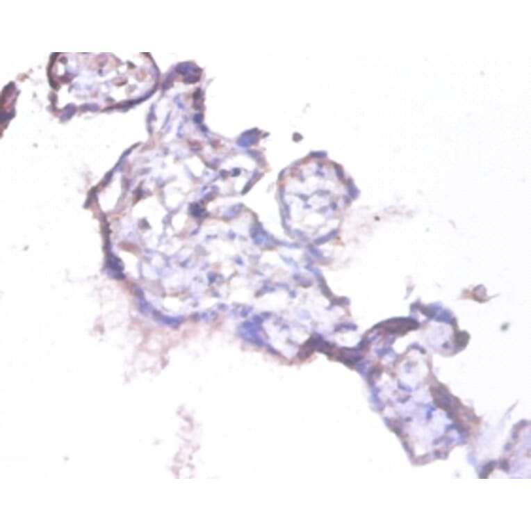 Immunohistochemistry - HCLS1-associated protein X-1 Polyclonal Antibody from Signalway Antibody - Antibodies.com