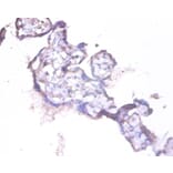 Immunohistochemistry - HCLS1-associated protein X-1 Polyclonal Antibody from Signalway Antibody - Antibodies.com