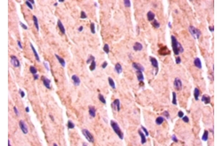Immunohistochemistry - Bone morphogenetic protein 7 Polyclonal Antibody from Signalway Antibody - Antibodies.com