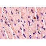 Immunohistochemistry - Bone morphogenetic protein 7 Polyclonal Antibody from Signalway Antibody - Antibodies.com