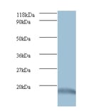Ubiquitin-like protein ISG15 Polyclonal Antibody from Signalway Antibody (42509) - Antibodies.com