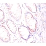 Immunohistochemistry - Glutamate carboxypeptidase 2 Polyclonal Antibody from Signalway Antibody - Antibodies.com