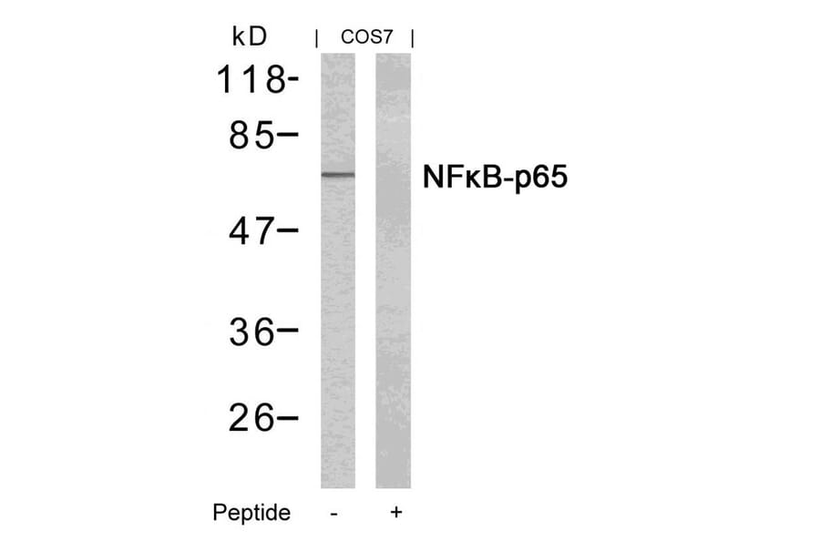 Western blot - NFkB-p65 (Ab-435) Antibody from Signalway Antibody (21012) - Antibodies.com