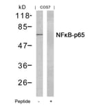 Western blot - NFkB-p65 (Ab-435) Antibody from Signalway Antibody (21012) - Antibodies.com