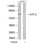 Western blot - ATF2 (Ab-69 or 51) Antibody from Signalway Antibody (21030) - Antibodies.com