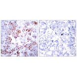 Immunohistochemistry - ATF2 (Ab-69 or 51) Antibody from Signalway Antibody (21030) - Antibodies.com