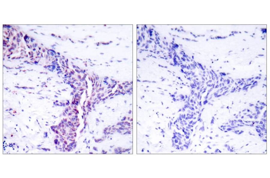 Immunohistochemistry - ATF2 (Ab-73 or 55) Antibody from Signalway Antibody (21032) - Antibodies.com