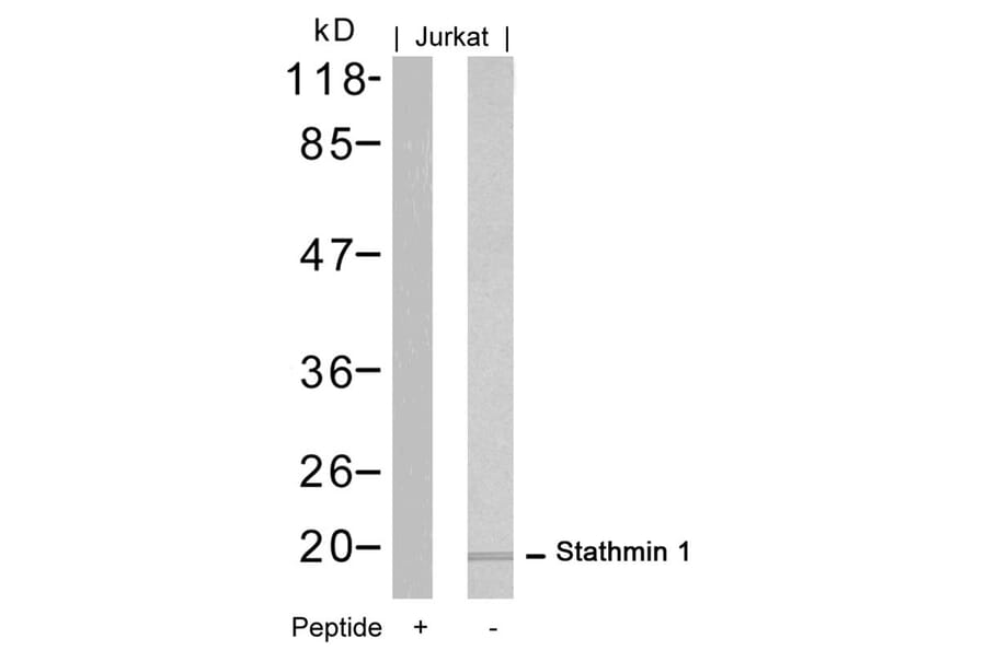 Western blot - Stathmin1 (Ab-16) Antibody from Signalway Antibody (21227) - Antibodies.com