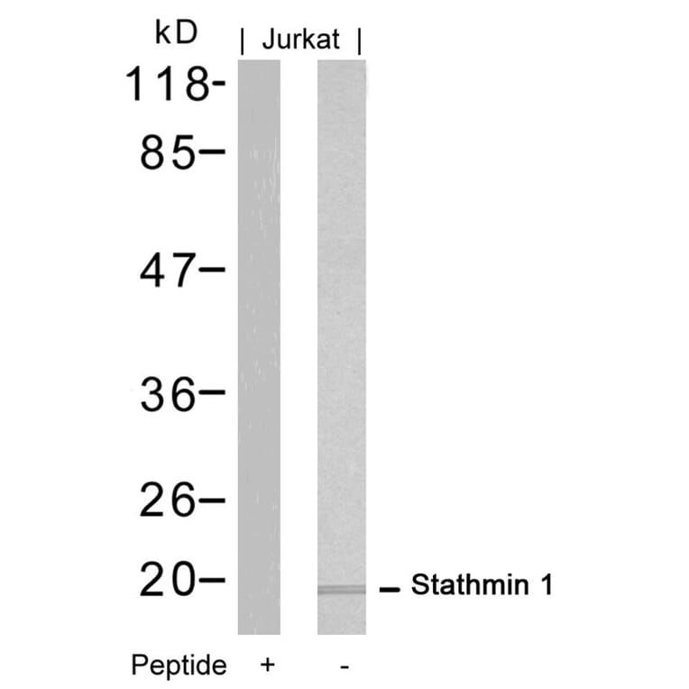 Western blot - Stathmin1 (Ab-16) Antibody from Signalway Antibody (21227) - Antibodies.com