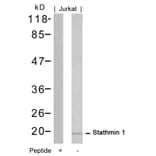 Western blot - Stathmin1 (Ab-16) Antibody from Signalway Antibody (21227) - Antibodies.com