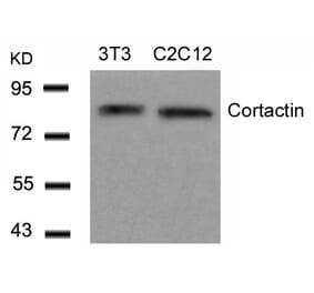 Western blot - Cortactin (Ab-466) Antibody from Signalway Antibody (21264) - Antibodies.com