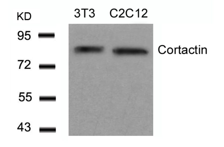 Western blot - Cortactin (Ab-466) Antibody from Signalway Antibody (21264) - Antibodies.com