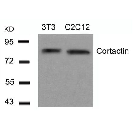 Western blot - Cortactin (Ab-466) Antibody from Signalway Antibody (21264) - Antibodies.com