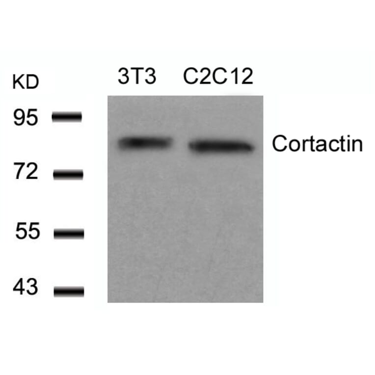 Western blot - Cortactin (Ab-466) Antibody from Signalway Antibody (21264) - Antibodies.com