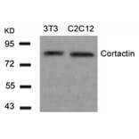 Western blot - Cortactin (Ab-466) Antibody from Signalway Antibody (21264) - Antibodies.com