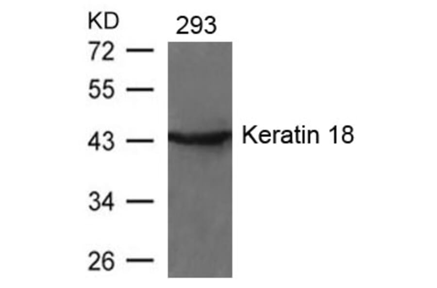 Western blot - Keratin 18 (Ab-33) Antibody from Signalway Antibody (21306) - Antibodies.com