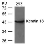 Western blot - Keratin 18 (Ab-33) Antibody from Signalway Antibody (21306) - Antibodies.com