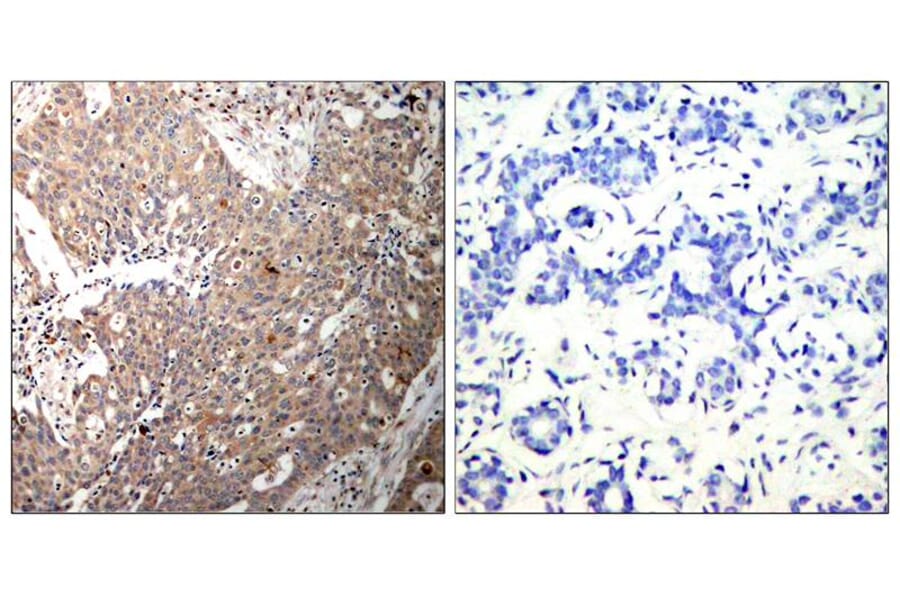 Immunohistochemistry - Keratin 18 (Ab-33) Antibody from Signalway Antibody (21306) - Antibodies.com