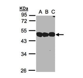 NSFL1 cofactor p47 antibody from Signalway Antibody (22018) - Antibodies.com
