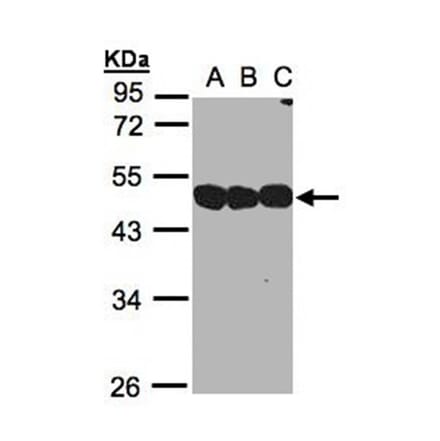 NSFL1 cofactor p47 antibody from Signalway Antibody (22018) - Antibodies.com