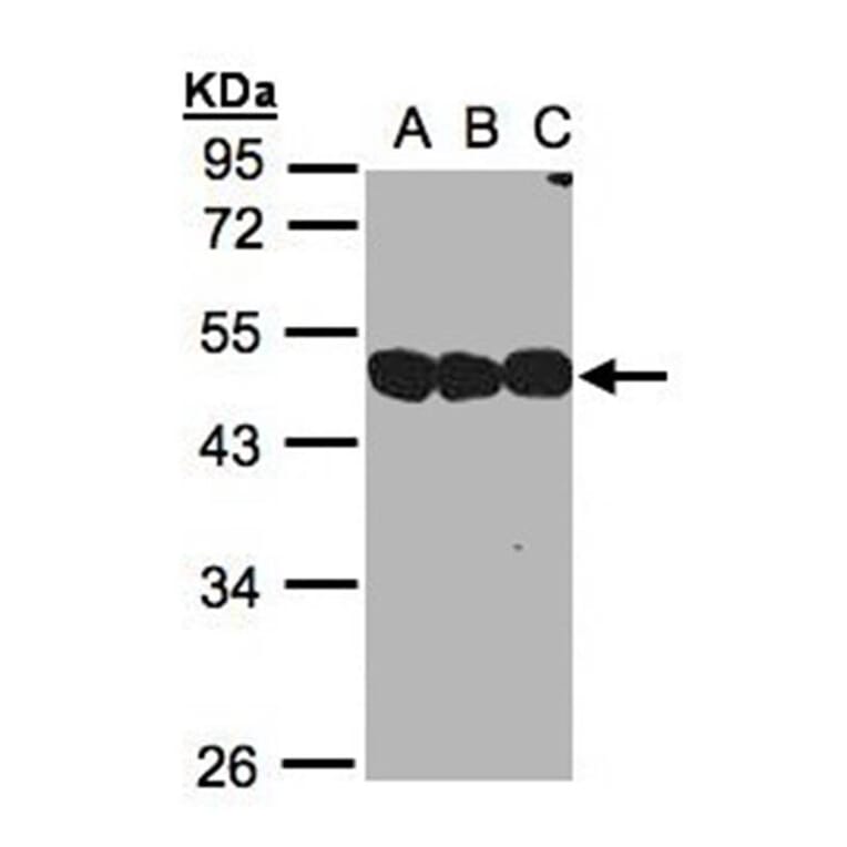 NSFL1 cofactor p47 antibody from Signalway Antibody (22018) - Antibodies.com