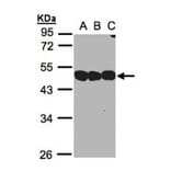 NSFL1 cofactor p47 antibody from Signalway Antibody (22018) - Antibodies.com