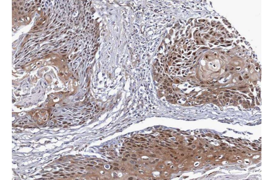 Immunohistochemistry - NSFL1 cofactor p47 antibody from Signalway Antibody (22018) - Antibodies.com