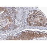 Immunohistochemistry - NSFL1 cofactor p47 antibody from Signalway Antibody (22018) - Antibodies.com