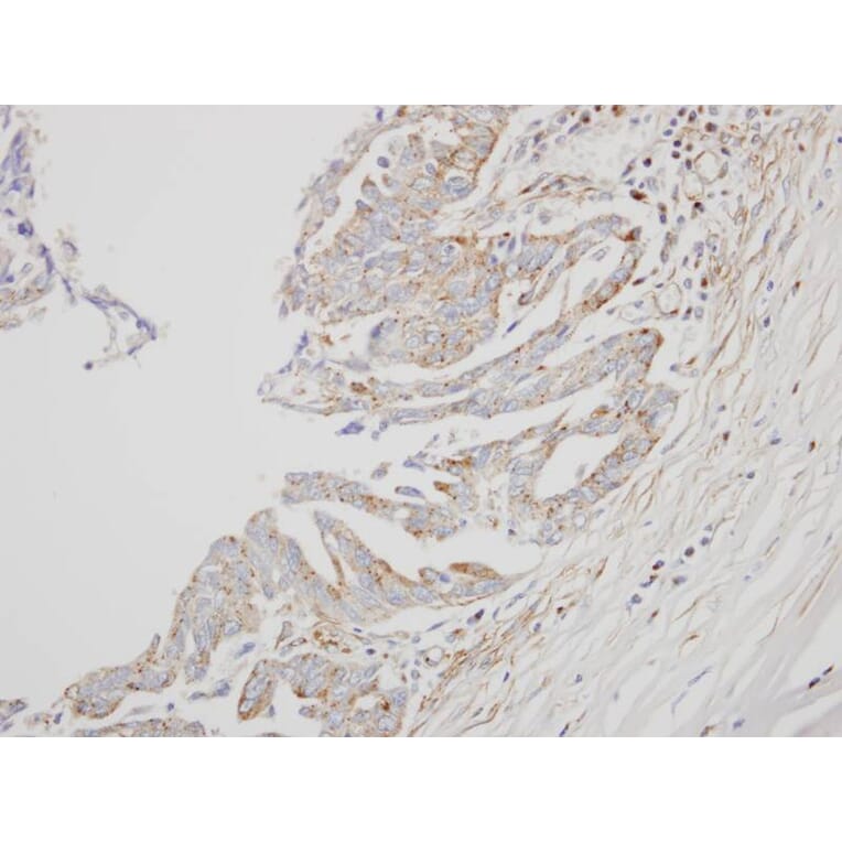 Immunohistochemistry - Interferon alpha-8 antibody from Signalway Antibody (22057) - Antibodies.com