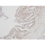 Immunohistochemistry - Interferon alpha-8 antibody from Signalway Antibody (22057) - Antibodies.com