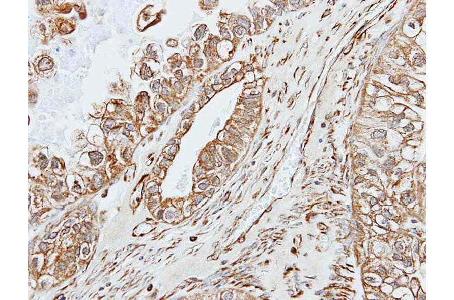 Immunohistochemistry - Pancreatic Amylase antibody from Signalway Antibody (22289) - Antibodies.com