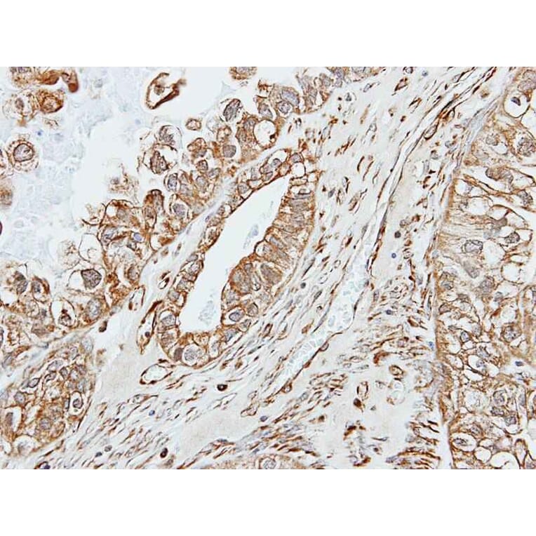 Immunohistochemistry - Pancreatic Amylase antibody from Signalway Antibody (22289) - Antibodies.com