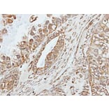 Immunohistochemistry - Pancreatic Amylase antibody from Signalway Antibody (22289) - Antibodies.com