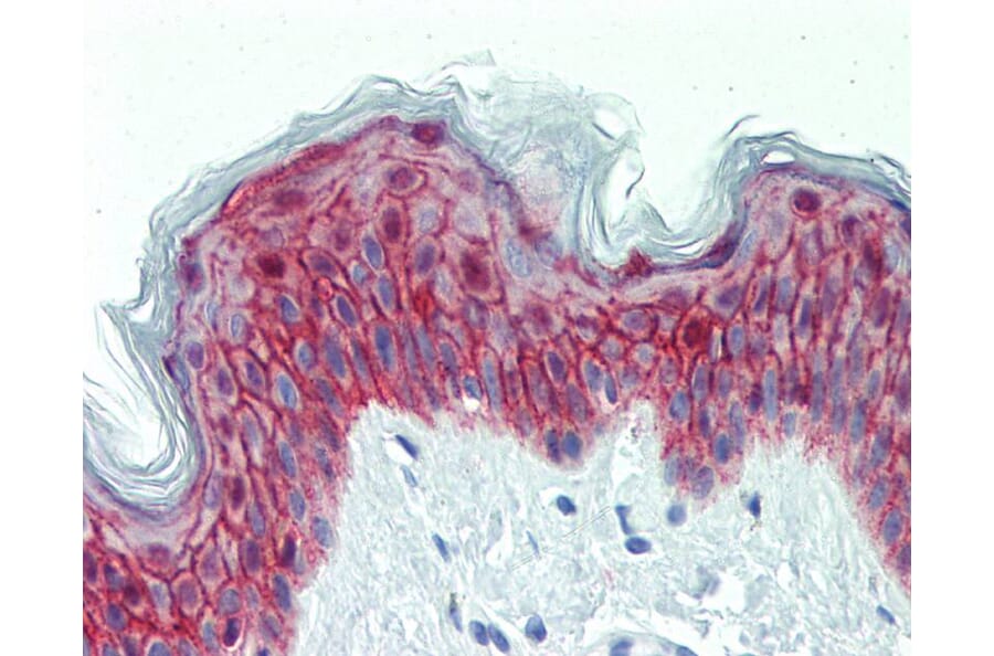 Immunohistochemistry - galanin receptor 2 antibody from Signalway Antibody (22464) - Antibodies.com