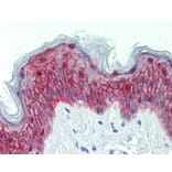 Immunohistochemistry - galanin receptor 2 antibody from Signalway Antibody (22464) - Antibodies.com