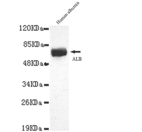 Albumin Monoclonal Antibody from Signalway Antibody (27044) - Antibodies.com