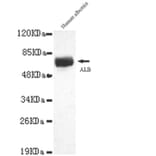 Albumin Monoclonal Antibody from Signalway Antibody (27044) - Antibodies.com