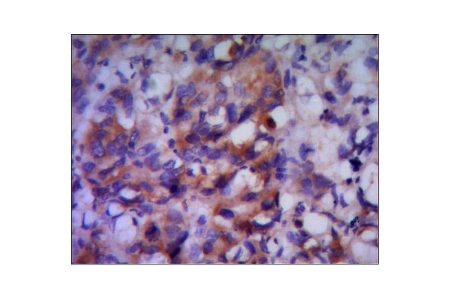 Albumin Monoclonal Antibody from Signalway Antibody (27044) - Antibodies.com