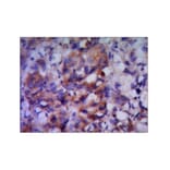 Albumin Monoclonal Antibody from Signalway Antibody (27044) - Antibodies.com
