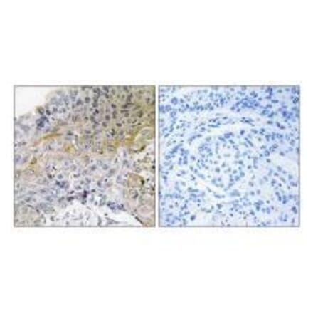 Immunohistochemistry - p130 Cas (Ab-410) Antibody from Signalway Antibody (33124) - Antibodies.com