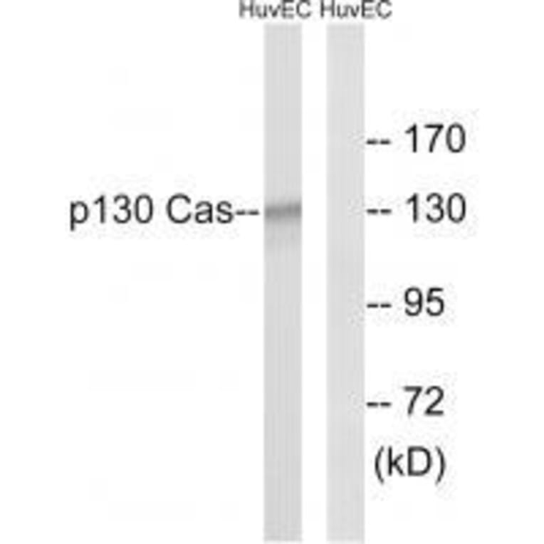 Western blot - p130 Cas (Ab-410) Antibody from Signalway Antibody (33124) - Antibodies.com