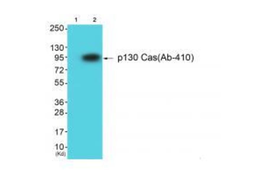 Western blot - p130 Cas (Ab-410) Antibody from Signalway Antibody (33124) - Antibodies.com