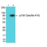 Western blot - p130 Cas (Ab-410) Antibody from Signalway Antibody (33124) - Antibodies.com