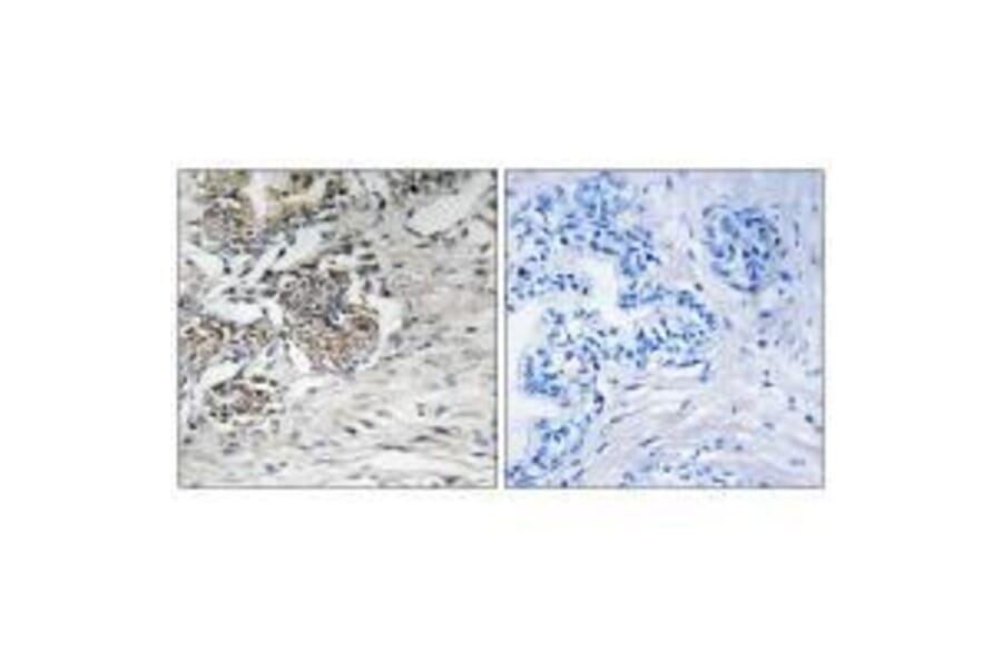 Immunohistochemistry - Claudin 7 (Ab-210) Antibody from Signalway Antibody (33279) - Antibodies.com