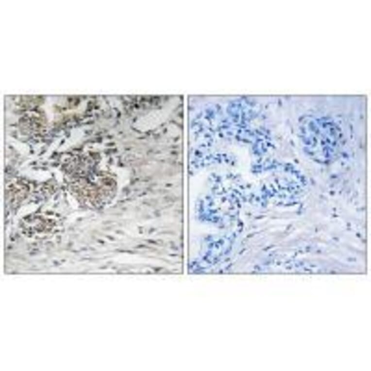 Immunohistochemistry - Claudin 7 (Ab-210) Antibody from Signalway Antibody (33279) - Antibodies.com