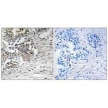 Immunohistochemistry - Claudin 7 (Ab-210) Antibody from Signalway Antibody (33279) - Antibodies.com