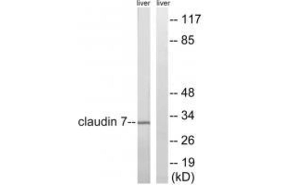 Western blot - Claudin 7 (Ab-210) Antibody from Signalway Antibody (33279) - Antibodies.com